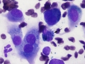 Melanoma (dog, DQ)