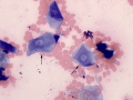 Ghost cells