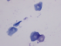 Ghost cells