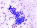 Glandular cells