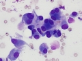 Soft tissue sarcoma (dog, DQ)