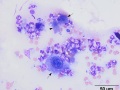 Squamous cell carcinoma (dog)