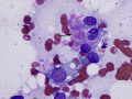 Suspect liposarcoma (dog)