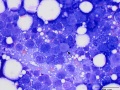 Squamous cell carcinoma (dog)