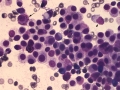 Mast cell tumor (DQ, dog)