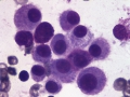 Mast cell tumor (DQ, dog)