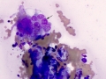 Giant cell tumor of soft parts (horse)