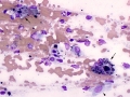 Giant cell tumor of soft parts (horse)