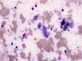 Giant cell tumor of soft parts (horse)