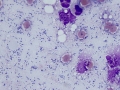 Septic inflammation (dog)