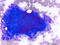 Dermal epithelium