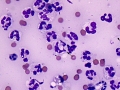 Septic infection (cat)