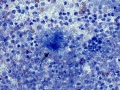 Septic inflammation (dog)