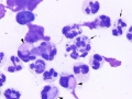 Lupus erythematosis (cat)