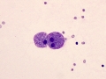 Mucopolysaccharidosis (dog)