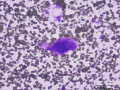 Cartilage (rapid stain, cat)