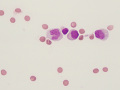 Degenerative joint disease (DJD, dog)