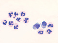 Inflammation (dog)