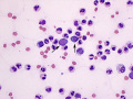 Lymphoma (dog)