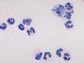 Inflammation (dog)