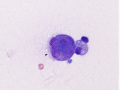 Osteoclast (dog)
