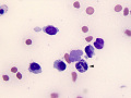 "Ragocyte" (dog)