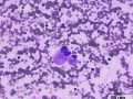 Synoviocytes (rapid stain, cat)