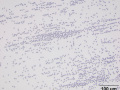 Normal viscosity (cat)