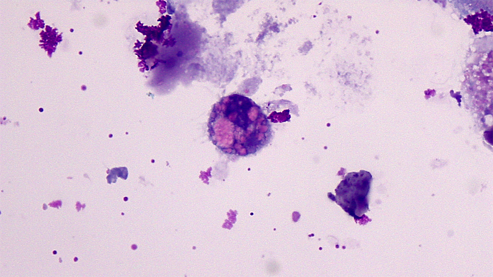 Macrophage inclusions (dog)