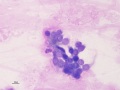 "Reactive" columnar epithelial cells (horse)
