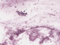 Columnar epithelial cells (horse)