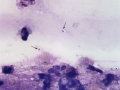 Klebsiella (canine)