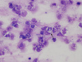 Rhodococcus equi (horse, Wright's)