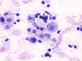 Streptococcus zooepidemicus (horse)