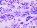 Aspergillus pneumonia (horse)