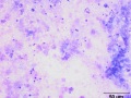 Aspergillus pneumonia (horse)