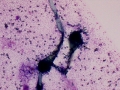 Aspergillus (horse)