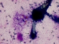 Aspergillus (horse)
