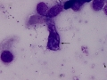 Goblet cell (bovine)