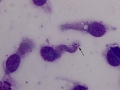 Goblet cell (bovine)