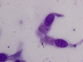 Mycoplasma (bovine)