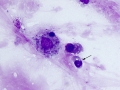 Mixed inflammation (horse)