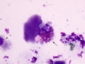 Macrophage inclusions (dog)