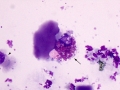 Macrophage inclusions (dog)