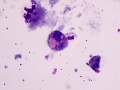 Macrophage inclusions (dog)