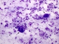 Oropharyngeal contamination (goat)