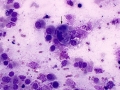 Oropharyngeal contamination (goat)