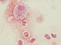 Streptococcus zooepidemicus (horse, gram)