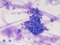 Columnar epithelial cells (horse)