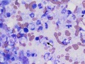 Listeria (cat)